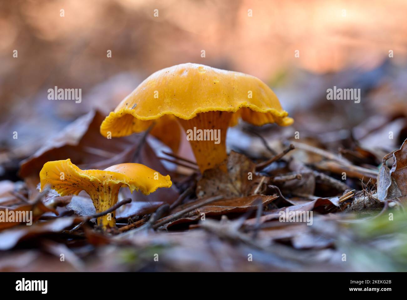 Close up image of a pair of Chanterelle mushrooms growing wild in a forest taken from ground level. Stock Photo