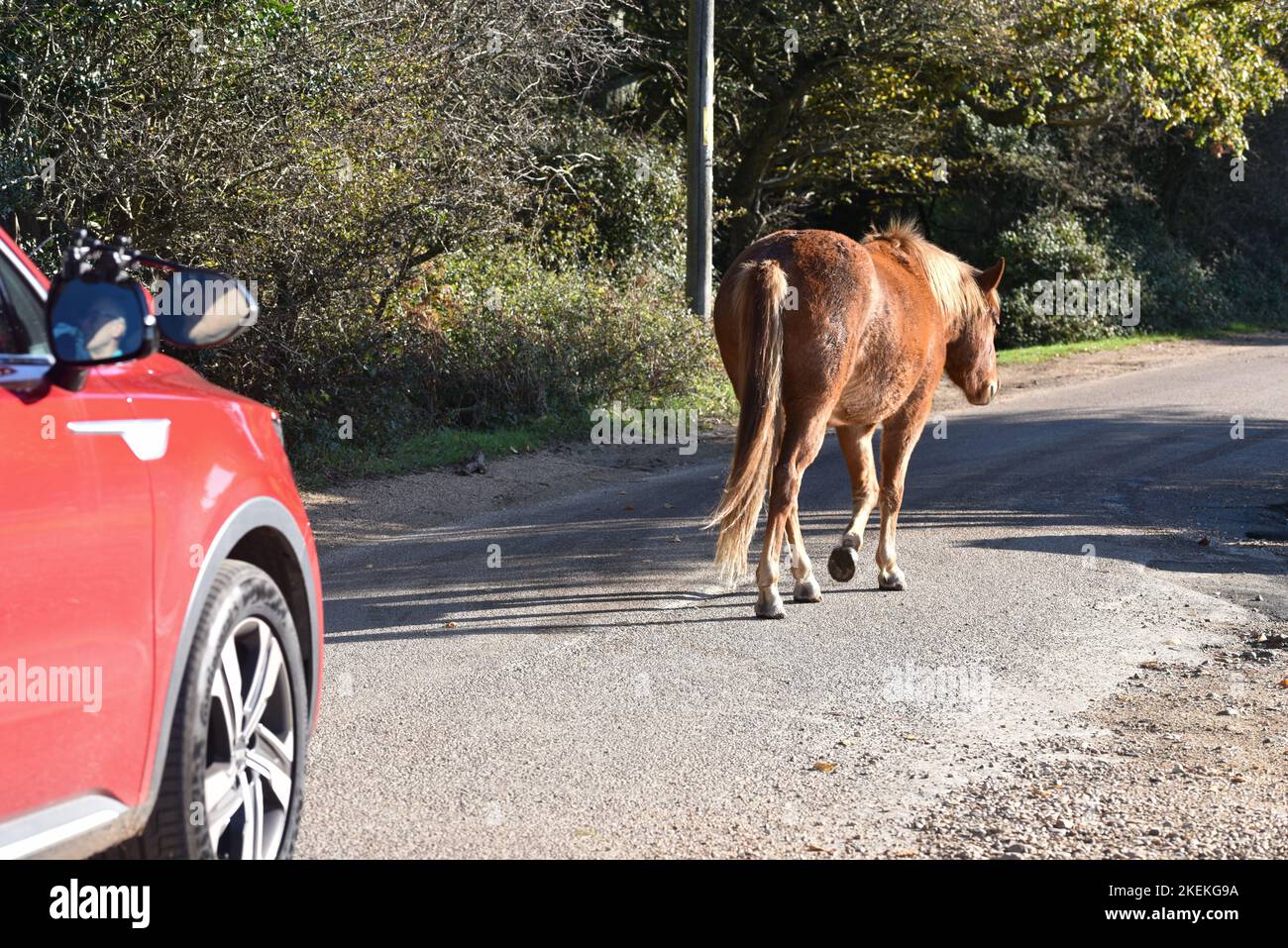 New forest pony in the National park of the same name casually walking along a road and holding traffic up. Stock Photo