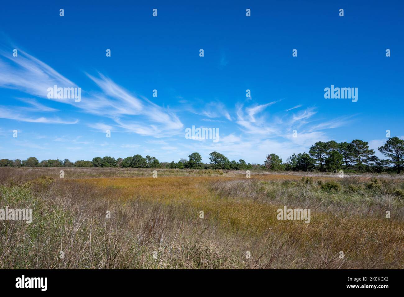 Wide open landscape of grassland at the Katy Prairie Conservancy Indiangrass Preserve. Houston, Texas, USA. Stock Photo