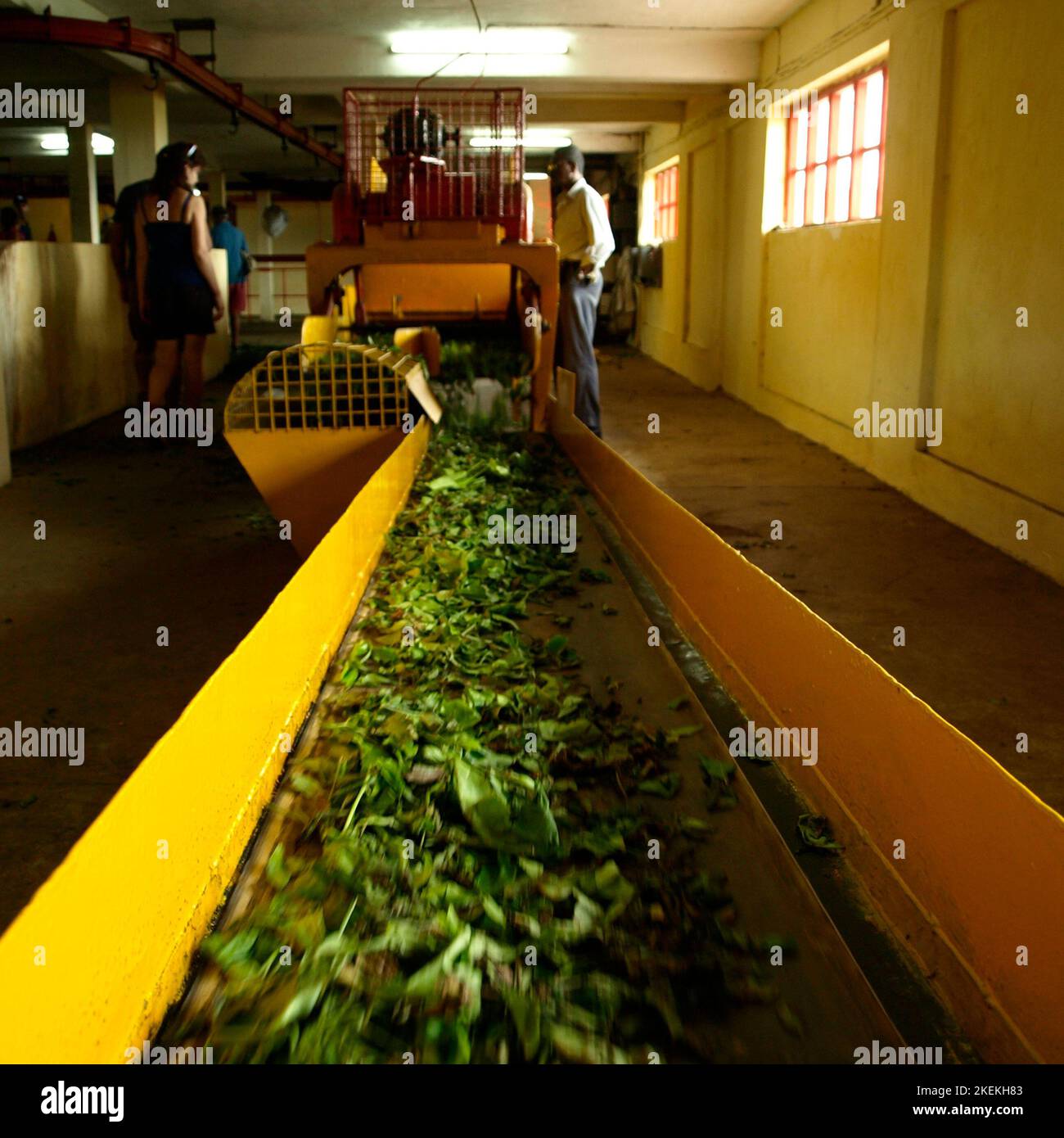 The tea factory in Bois Chéri Stock Photo Alamy
