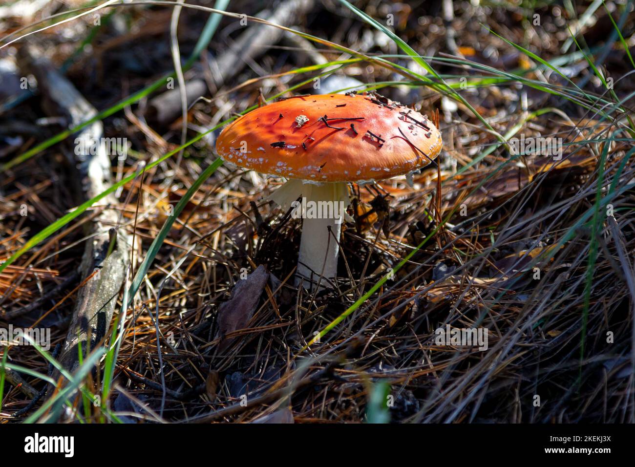 Fly agaric mushroom with red hat growing in a forest Stock Photo