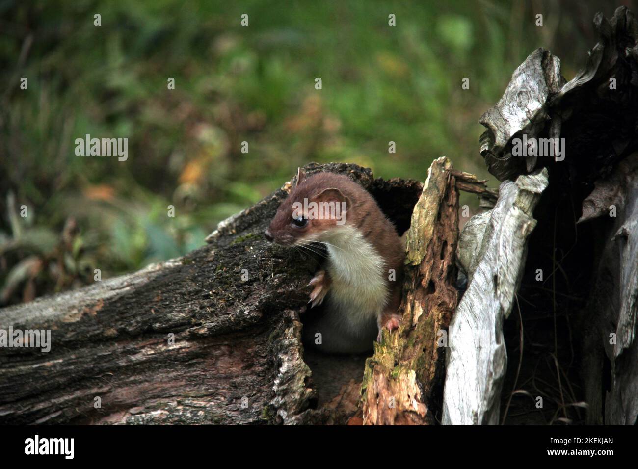 Stoat (Mustela erminea) watching from a tree hole at a meadow´s edge near Hankensbüttel, Germany Stock Photo