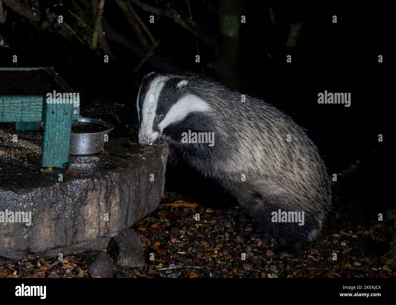 Wild Badger, Ardnamurchan, Scotland Stock Photo