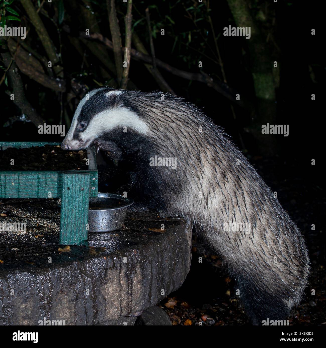 Wild Badger, Ardnamurchan, Scotland Stock Photo