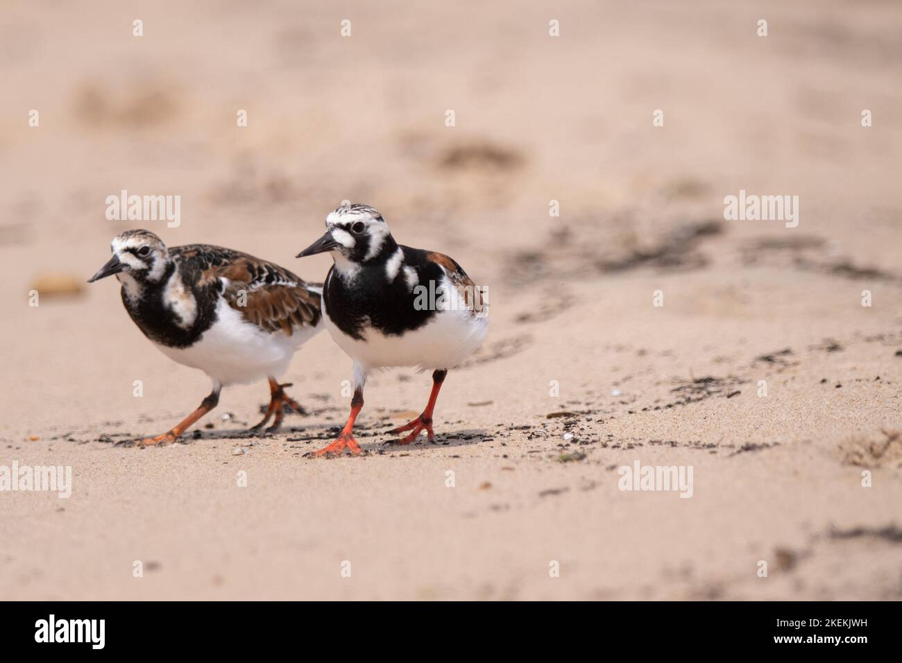 Ruddy Turnstone pair searching for food on the beach in northern Michigan. Stock Photo