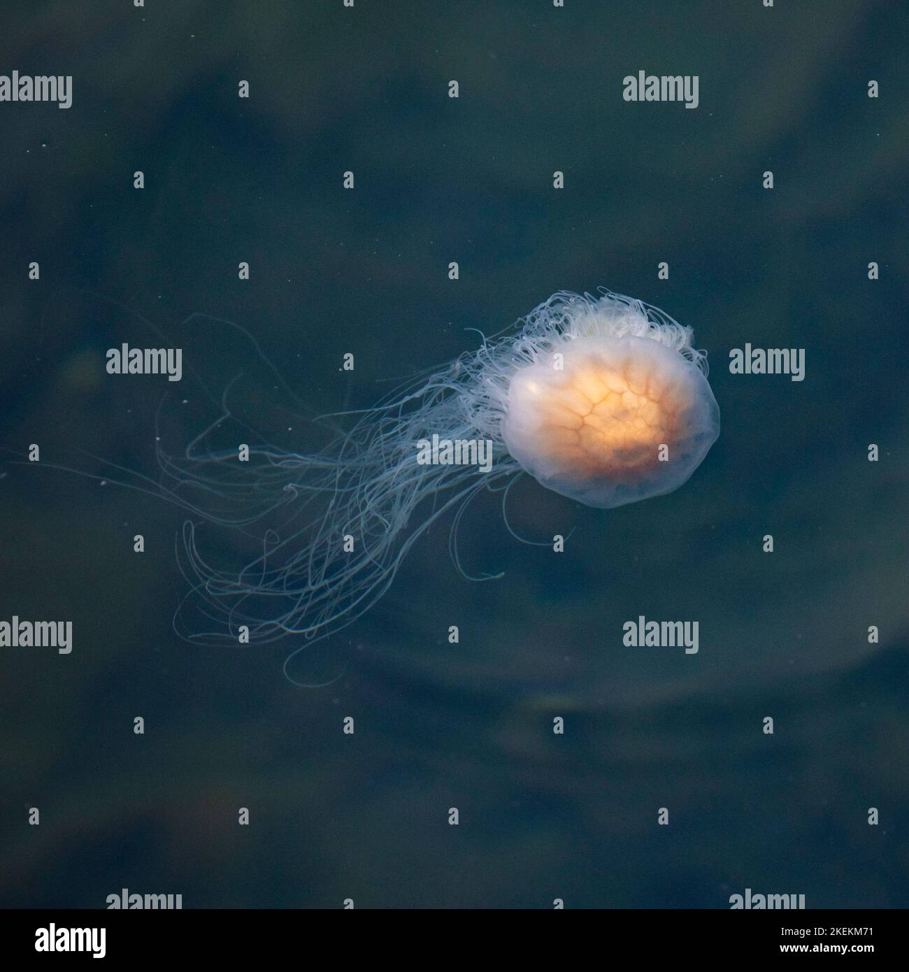 Jellyfish, Isle of Luing, Scotland Stock Photo