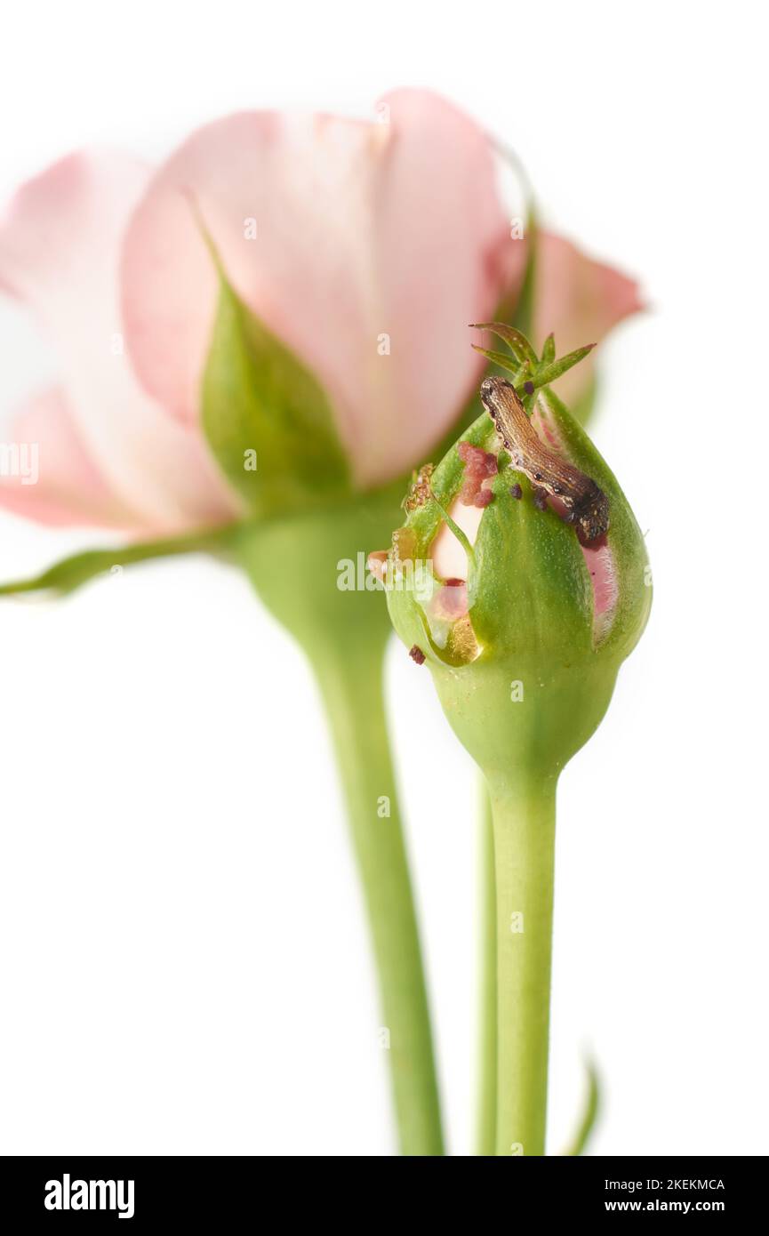 Budworm Feeding Or Damage Of Rose Buds Tiny Moth Caterpillar Chew Or Eat Coiled Flower Buds Isolated On White Backgroundselective Focus 2KEKMCA 