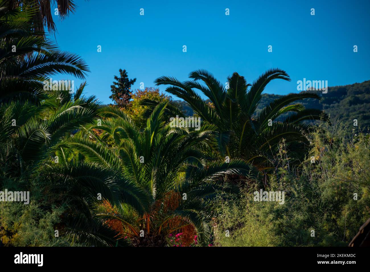 Palms Tops Against Background Of Others Trees and Blue Sky In Moraitika, Corfu, Greece. Stock Photo