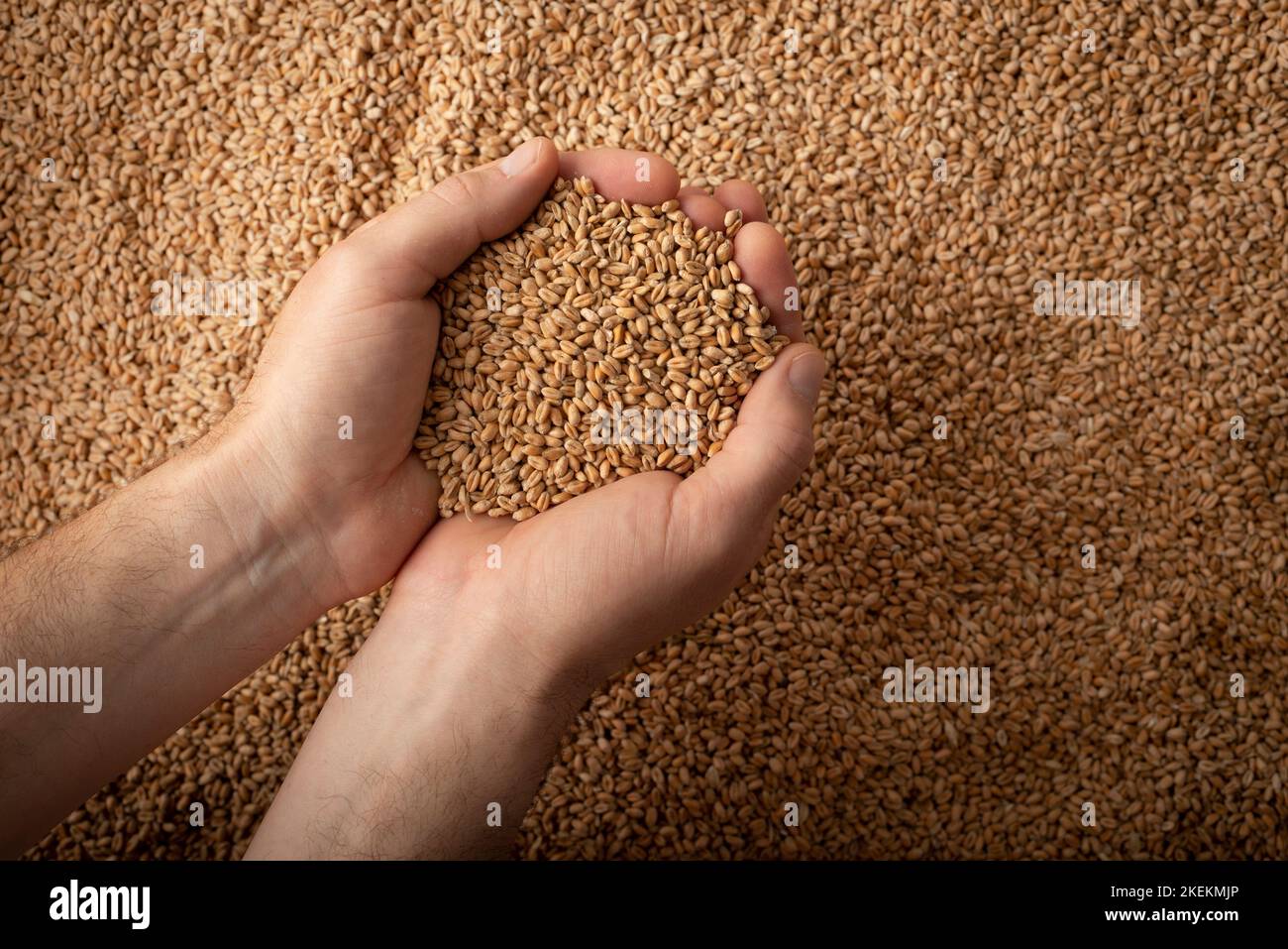 Human caucasian handfuls with wheat kernels over grain background Stock Photo