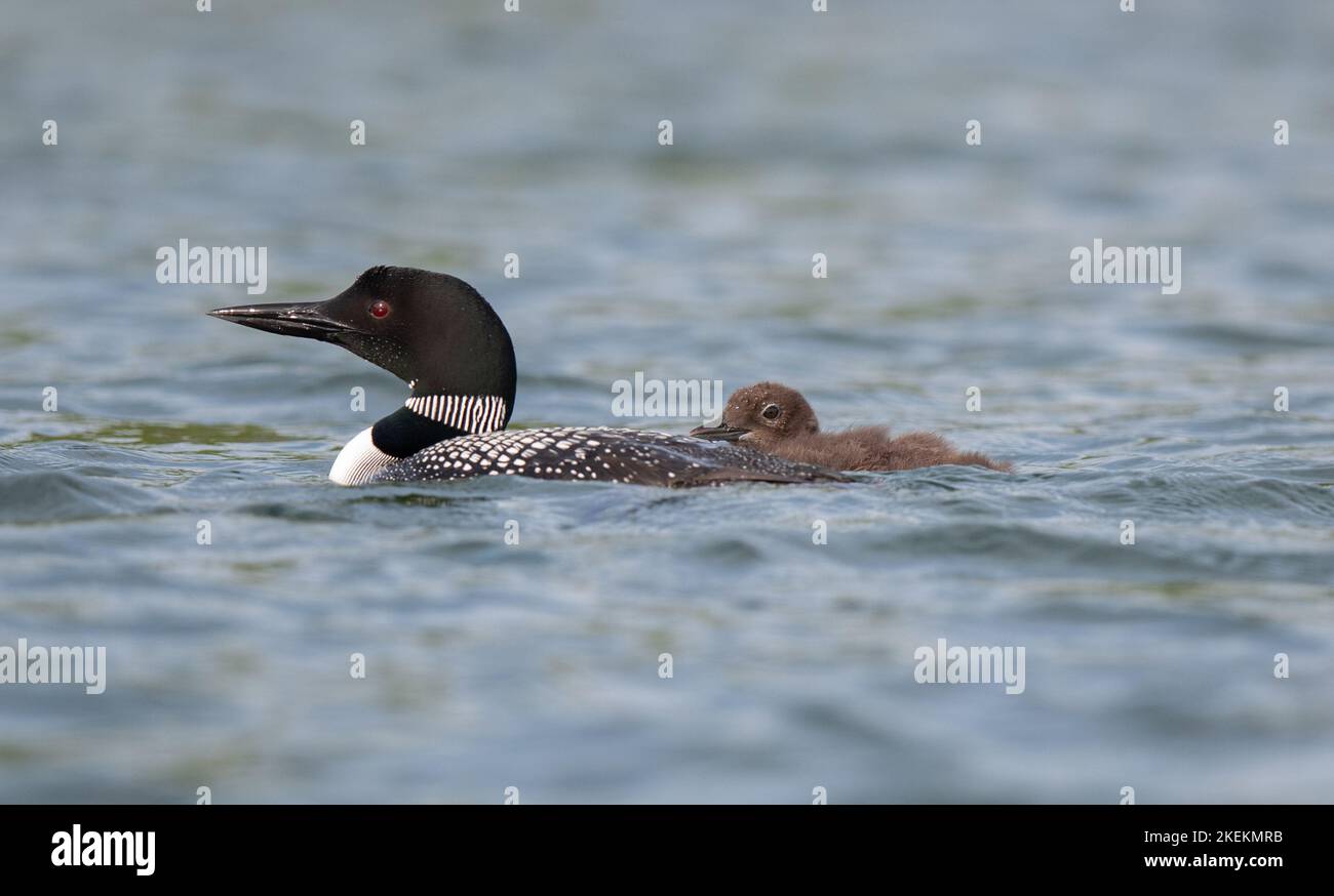 Loon parent and chick swimming together watching for trouble on a northern lake. Stock Photo