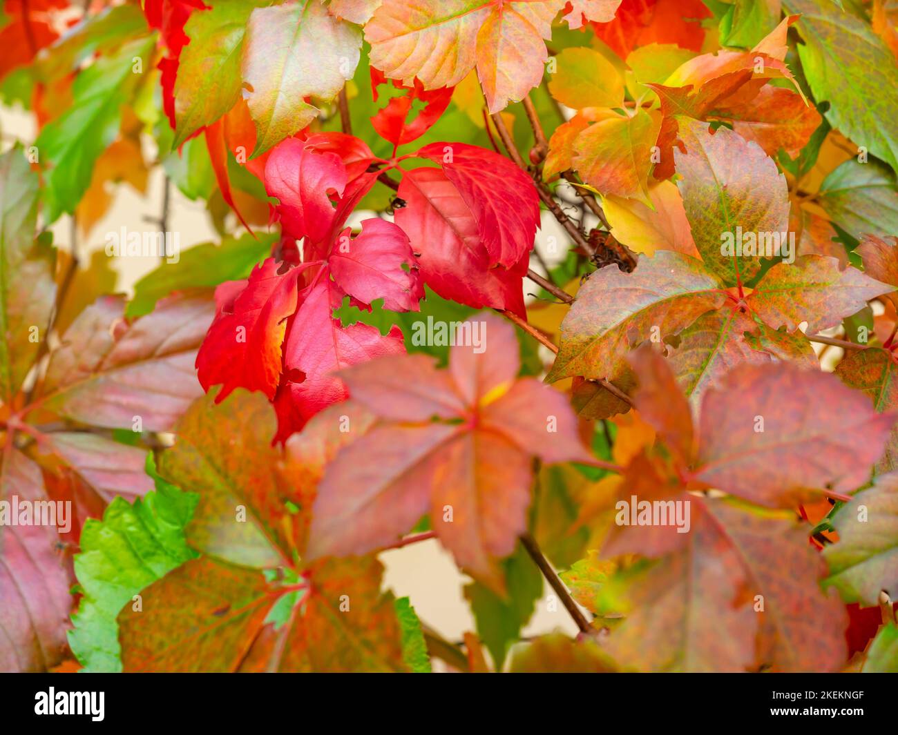Colorful fence primarily Red Autumnal leaves Stock Photo