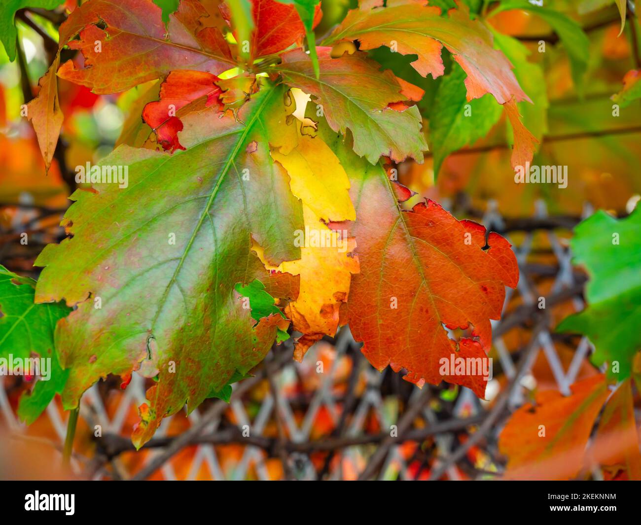 Colorful fence primarily Red Autumnal leaves Stock Photo