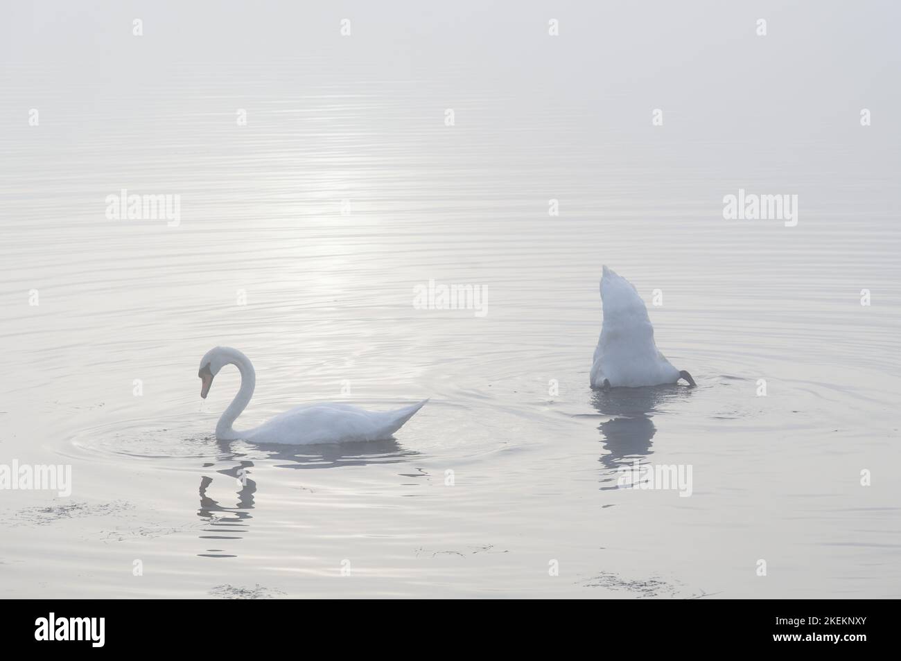 Swan paddling in lake and early morning mist Stock Photo Alamy