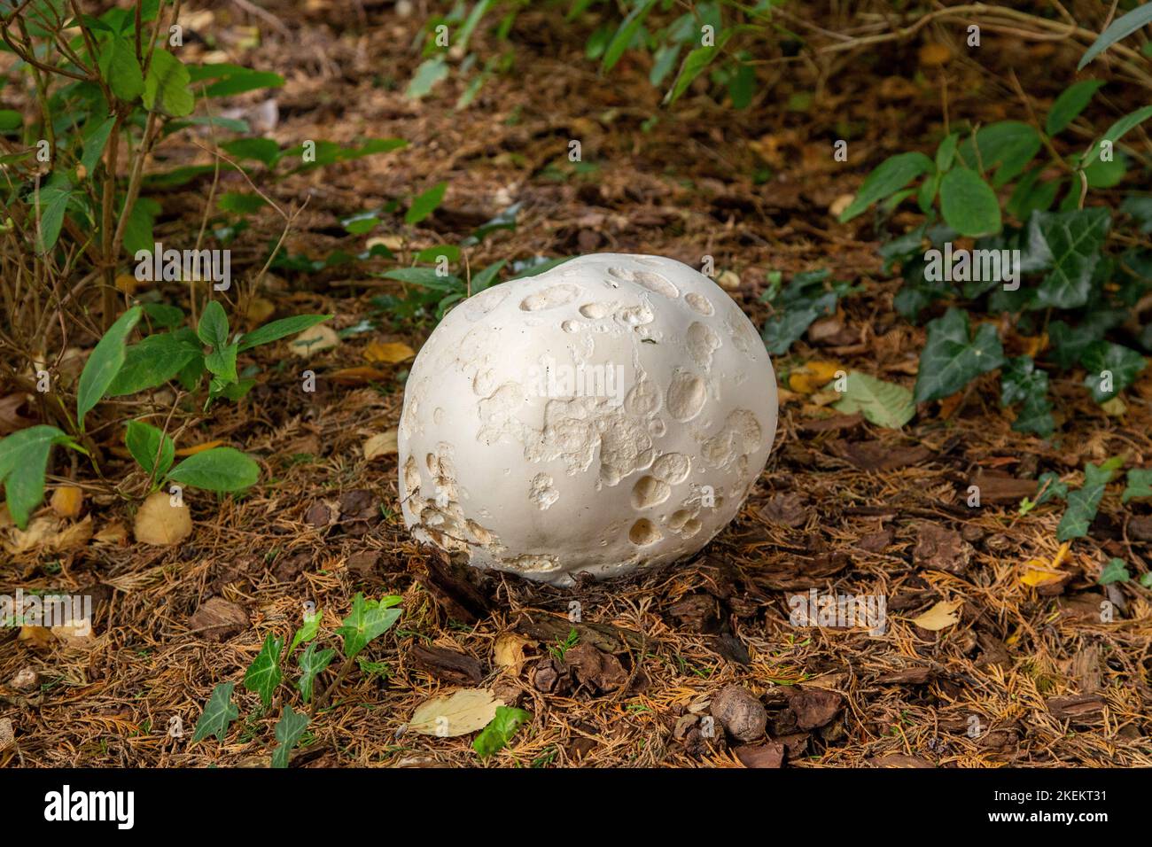 Giant puffball mushroom, fungus, gungi, Calvatia gigantea, growing in a Devon garden. Stock Photo