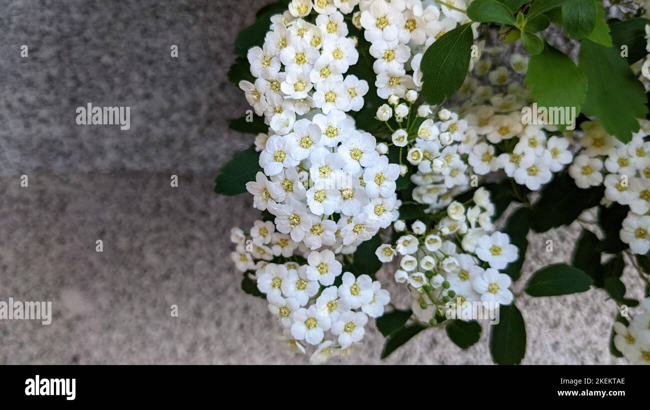 絵画 Reeves spirea Buy Reeves Bridal Wreath Spirea | FREE SHIPPING | Wilson