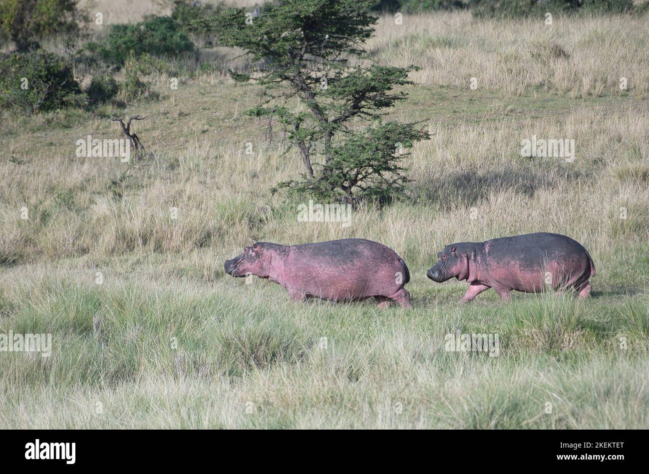 Two hippopotami (Hippopotamus amphibius) returning to water after grazing on land Stock Photo