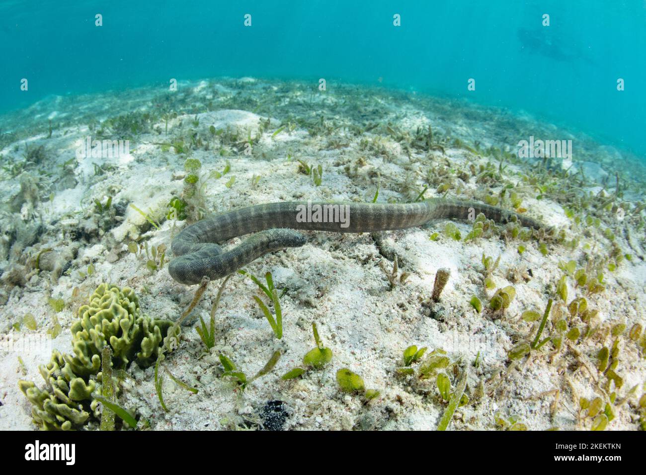 A Marine file snake, Acrochordus granulatus, hunts for small fish in a shallow seagrass meadow in Komodo National Park, Indonesia. Stock Photo