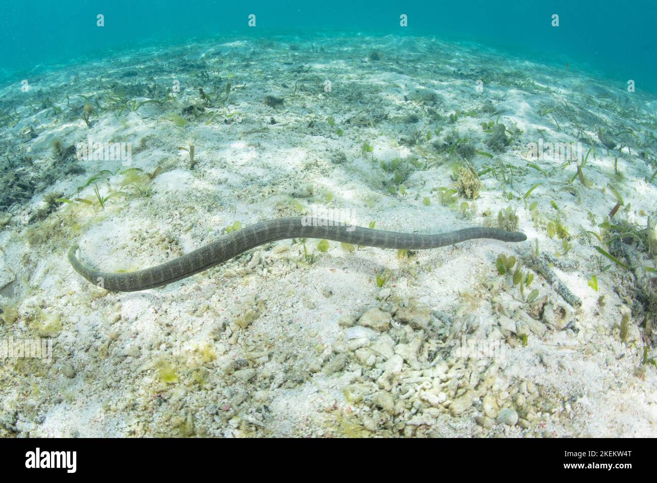 A Marine file snake, Acrochordus granulatus, hunts for small fish in a shallow seagrass meadow in Komodo National Park, Indonesia. Stock Photo