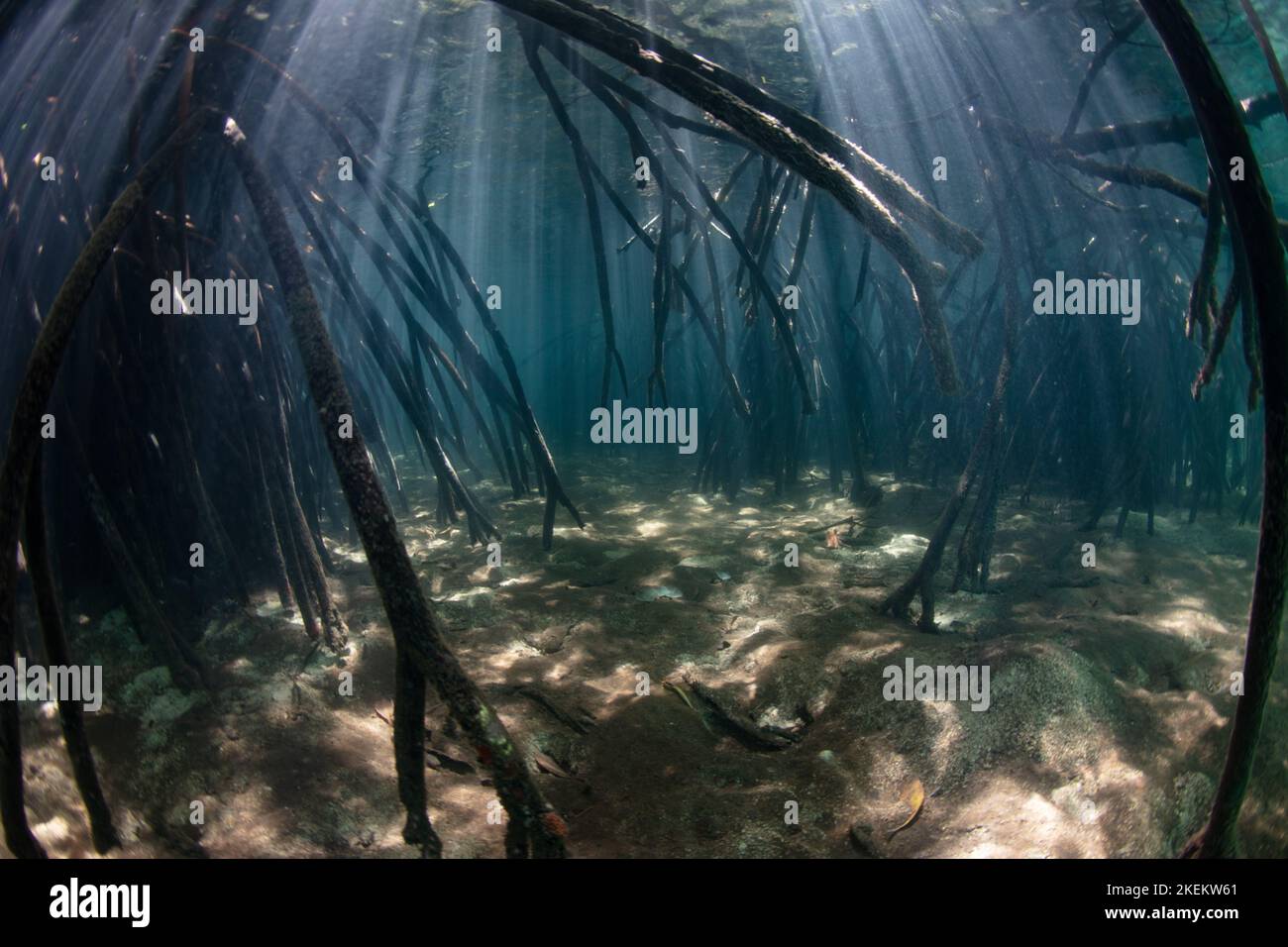 Red mangrove roots descend into shadowed water in a healthy Indonesian mangrove forest. Mangroves provide important habitat for many aquatic species. Stock Photo