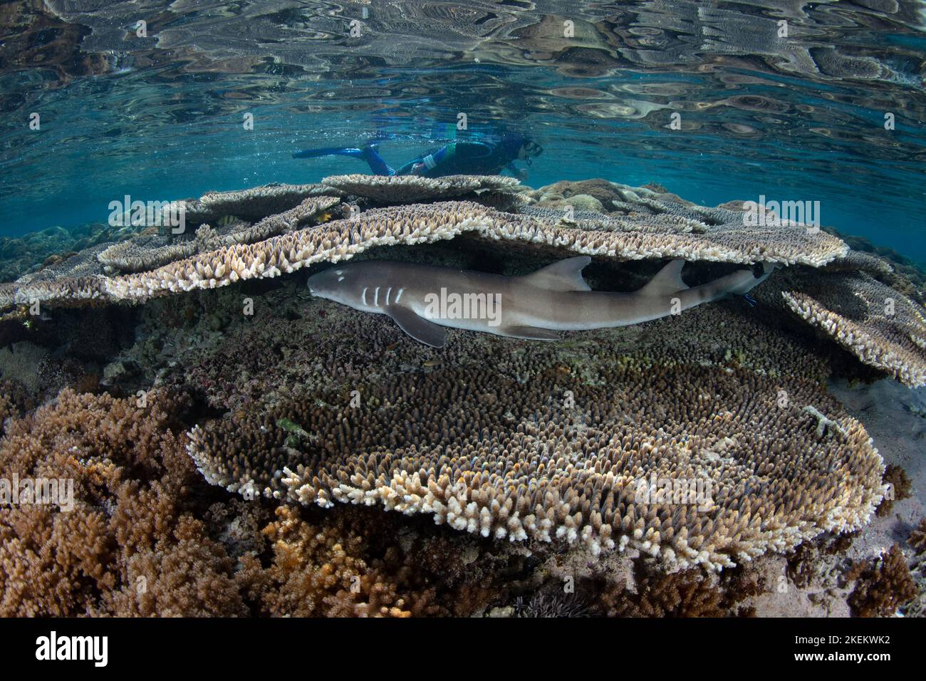 Bamboo Shark Tank