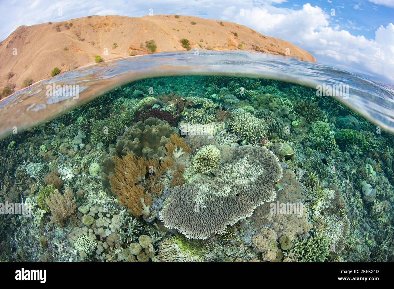 An array of corals thrive on a shallow, healthy reef near Komodo, Indonesia. This area, within the Coral Triangle, has high marine biodiversity. Stock Photo