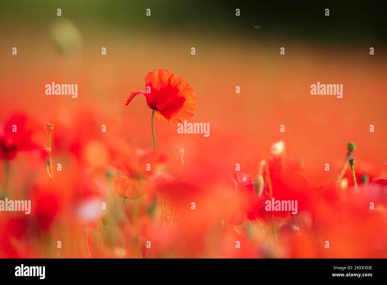 Red poppies growing in the English countryside at Ranscombe Farm Nature Reserve, Kent Stock Photo