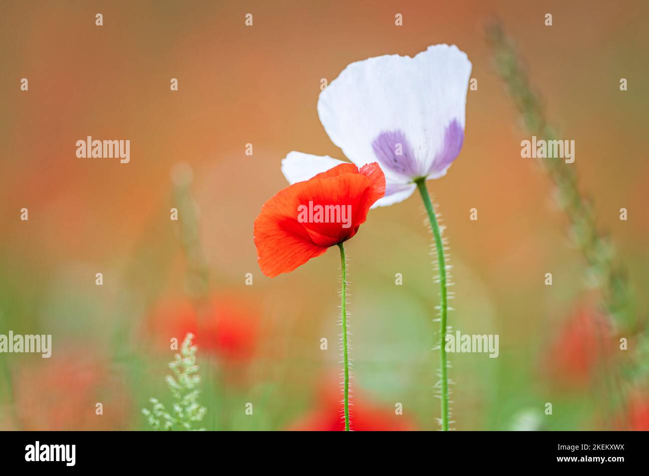 Red poppies growing in the English countryside at Ranscombe Farm Nature Reserve, Kent Stock Photo