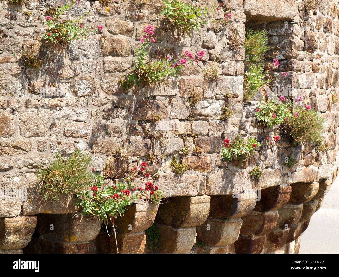 Castle weed hi-res stock photography and images - Alamy