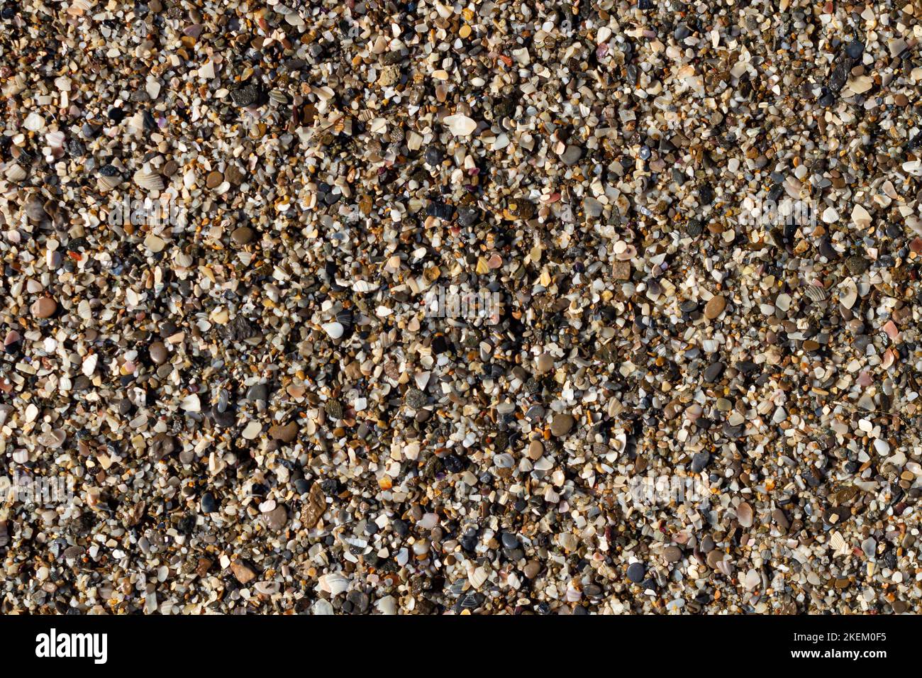 sea stone texture with many seashells. beautiful textured background. image design Stock Photo