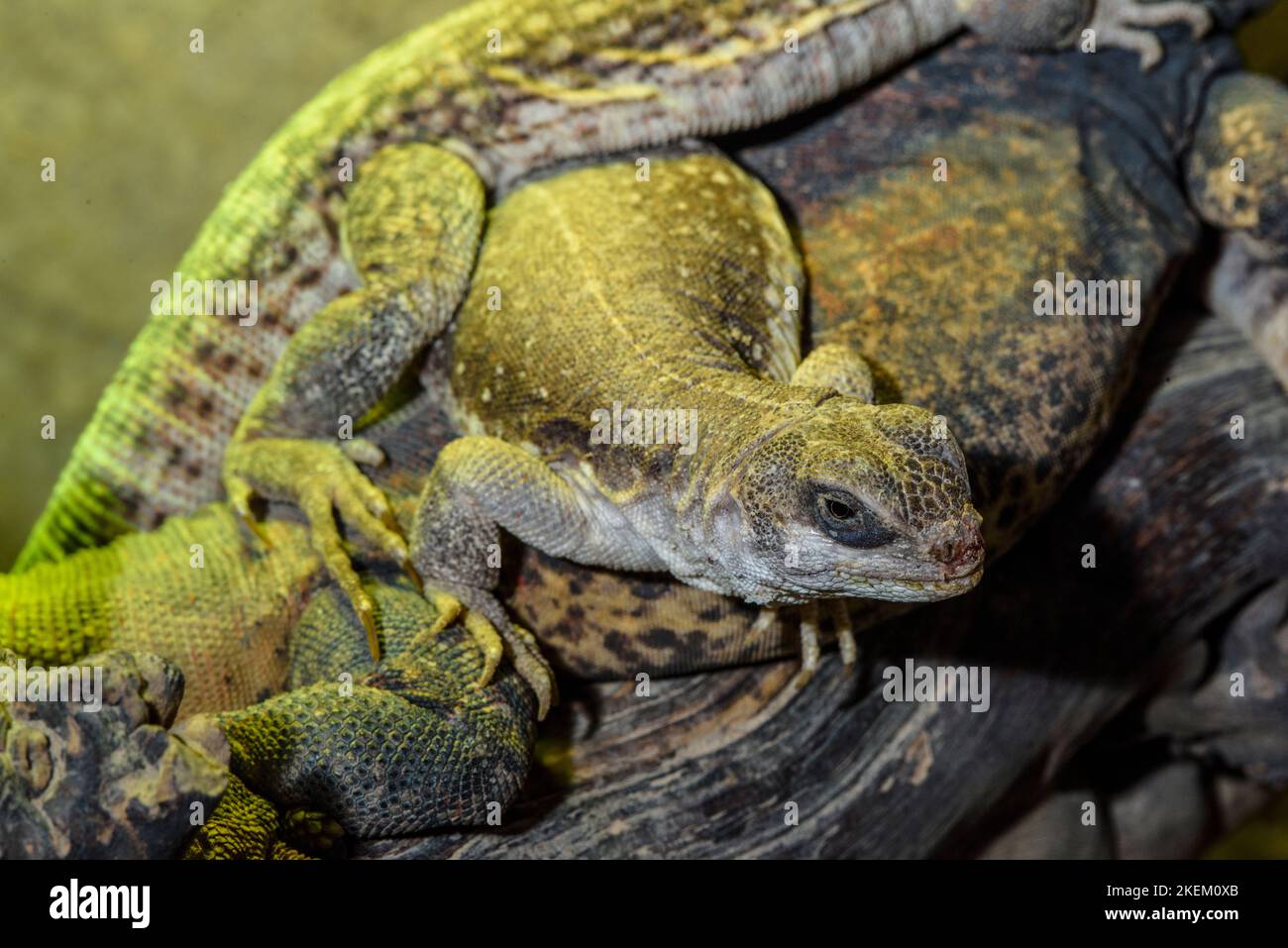 Chuckwalla (Sauromalus ater) Captive. Native to Southwestern USA and Mexico, Reptilia reptile zoo, Vaughan, Ontario, Canada Stock Photo