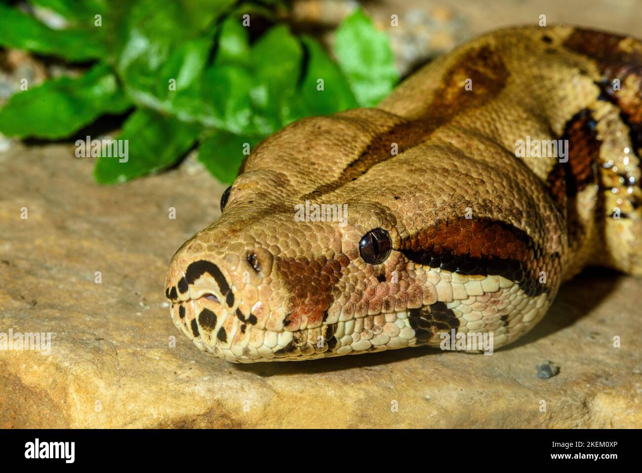 Boa constrictor (Boa constrictor) Captive. Native to Central and South America, Reptilia reptile