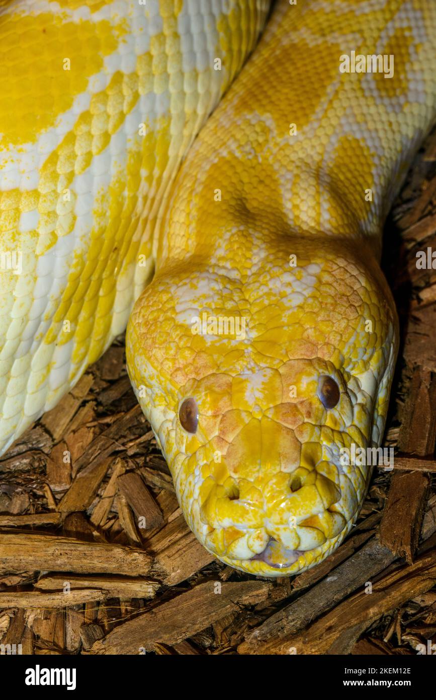 Burmese python (Python bivittatus). Albino Captive. Native to South and ...