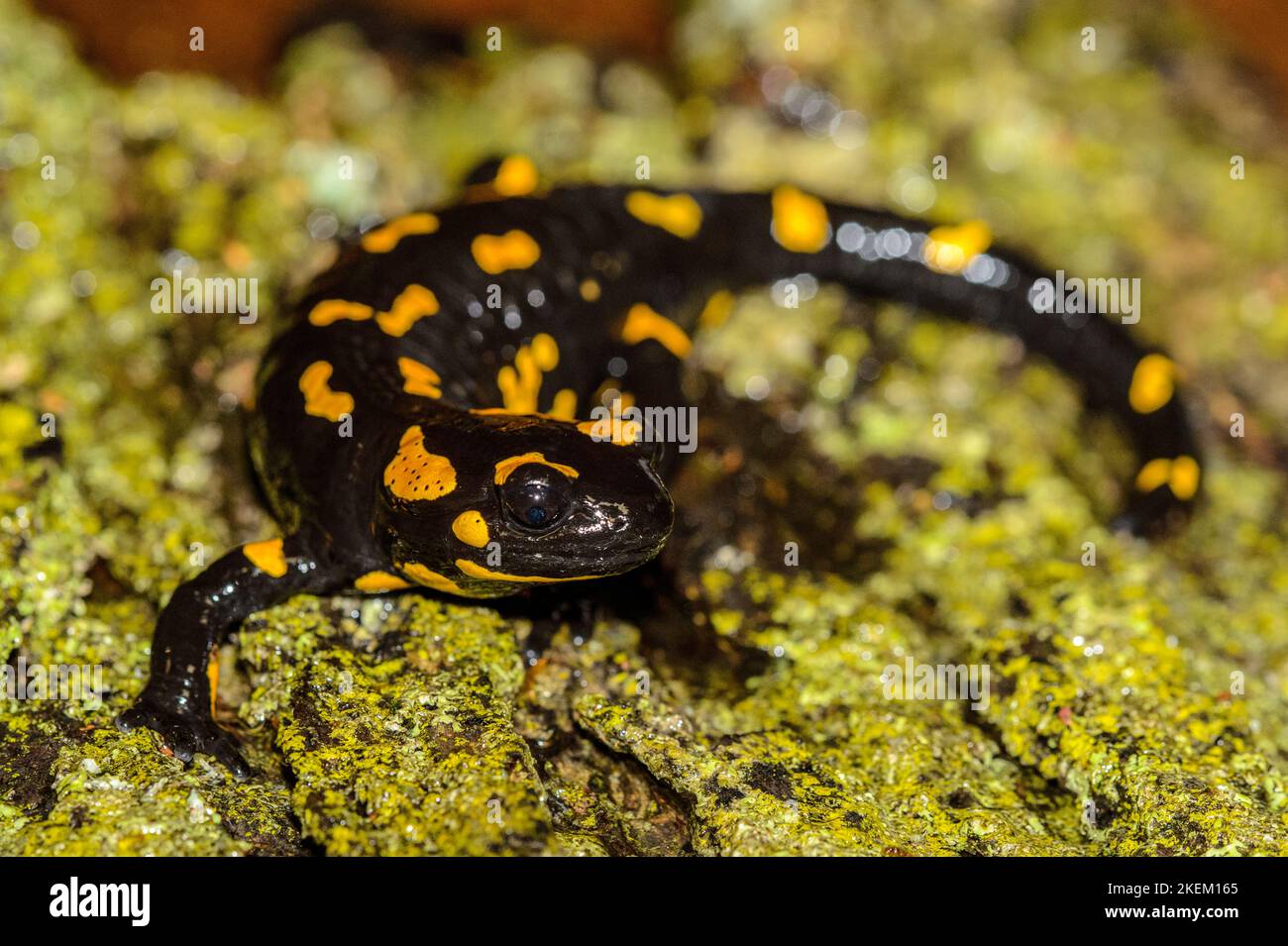 Fire Salamander (Salamandra salamandra) Captive. Native to Europe, Reptilia reptile zoo, Vaughan