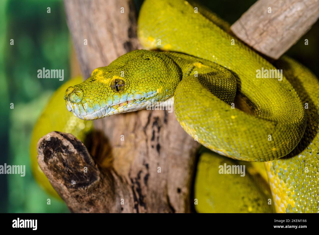 Green Tree Python (Morelia viridis) Captive. Native to Australia ...