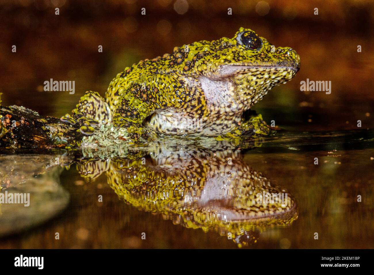 Vietnamese Moss Frog (Theloderma corticale) Captive. Native to Vietnam