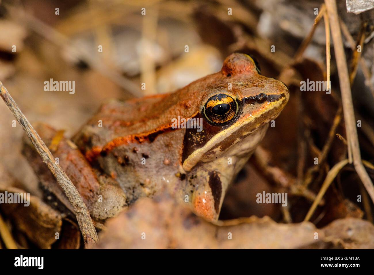 Wood frog (Lithobates sylvaticus or Rana sylvatica), Greater Sudbury, Ontario, Canada Stock Photo