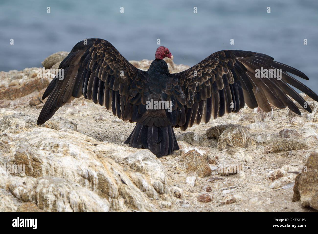 Turkey Vultures spreading its wings at 17 Mile drive, California Stock Photo