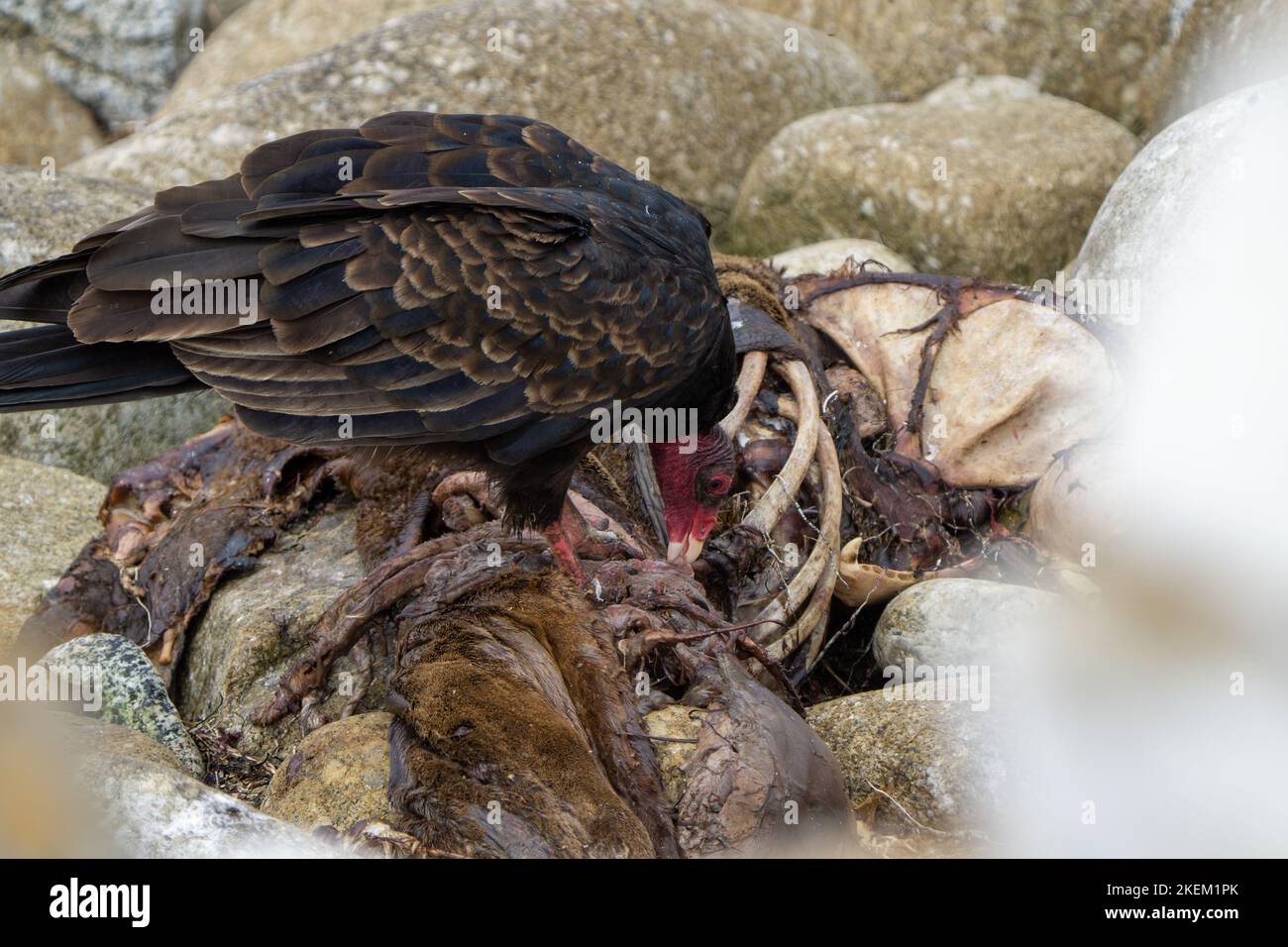 Turkey Vultures eating a dead sea lion at 17 Mile drive, California Stock Photo