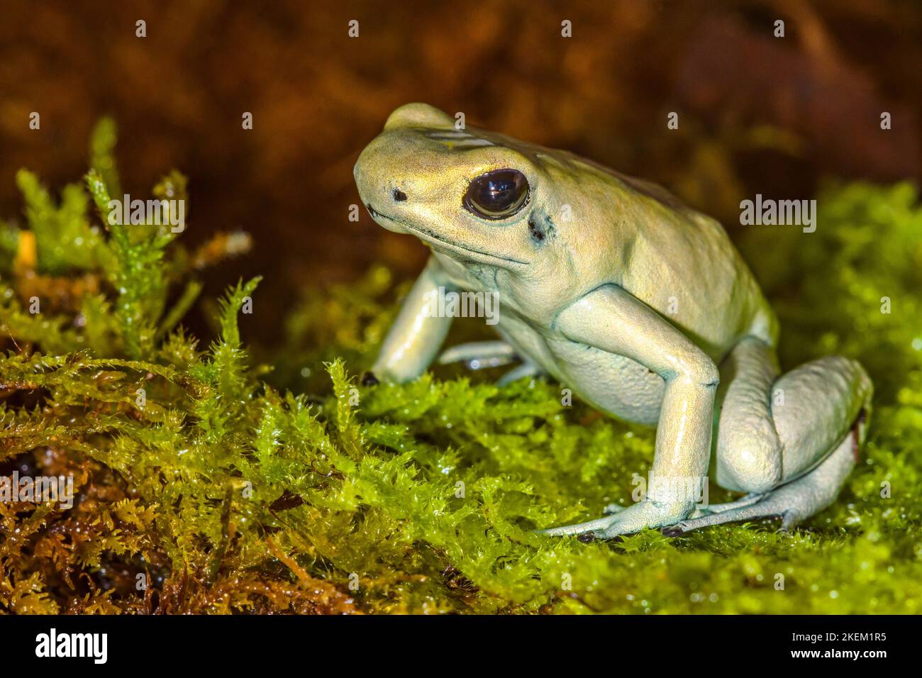 Mint green poison frog (Phyllobates terribilis), Captive raised