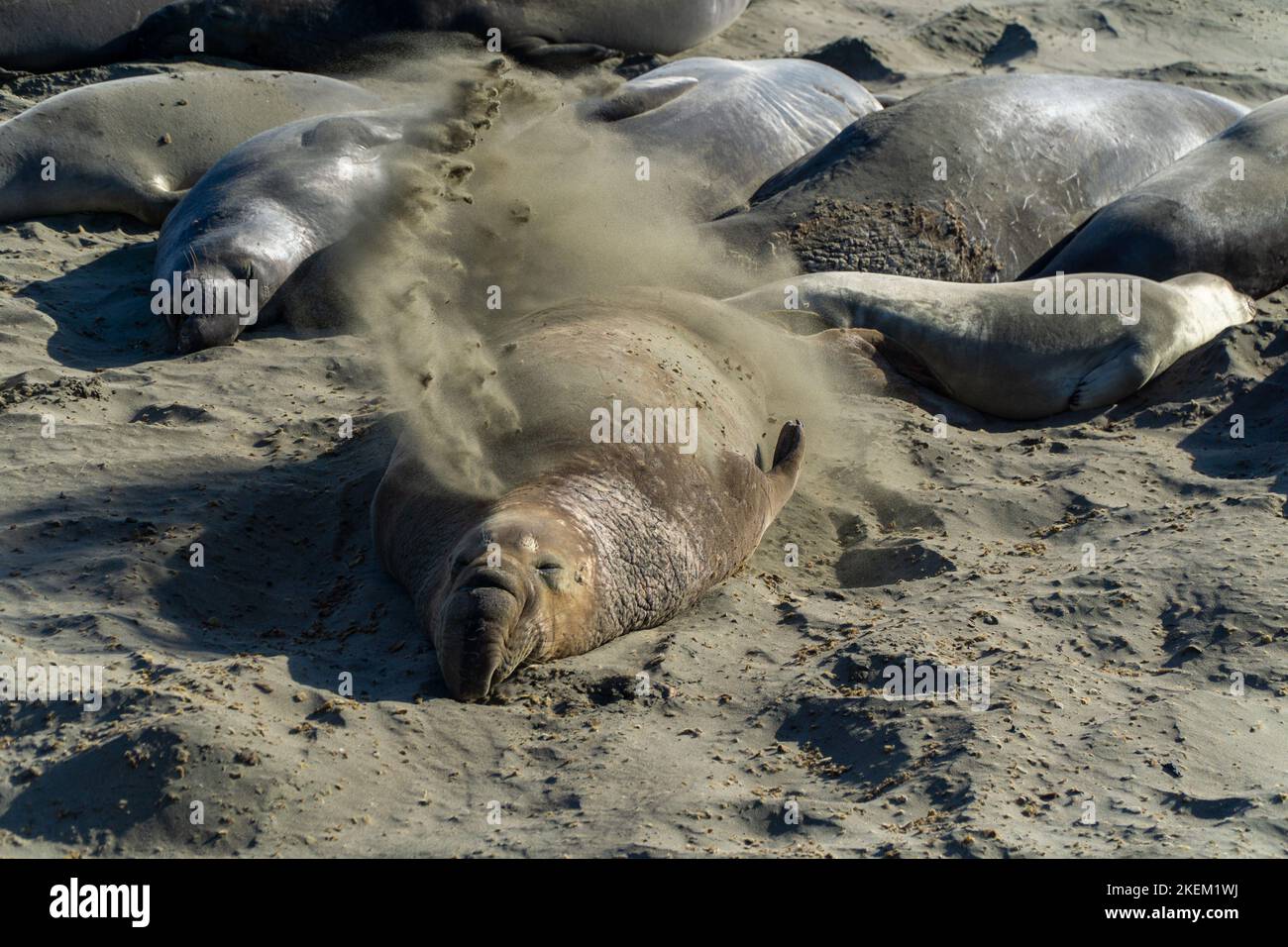 Elephant seals covers himself with sand at Elephant Seal Vista Point Stock Photo Alamy