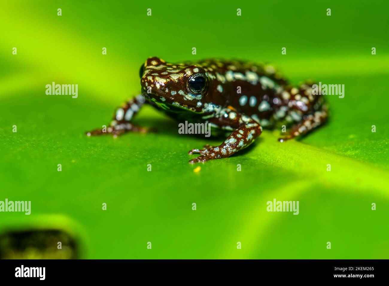 phantasmal poison frog or phantasmal poison-arrow frog (Epipedobates tricolor) 'cielito', Captive raised, Understory Enterprises, Native to: Stock Photo
