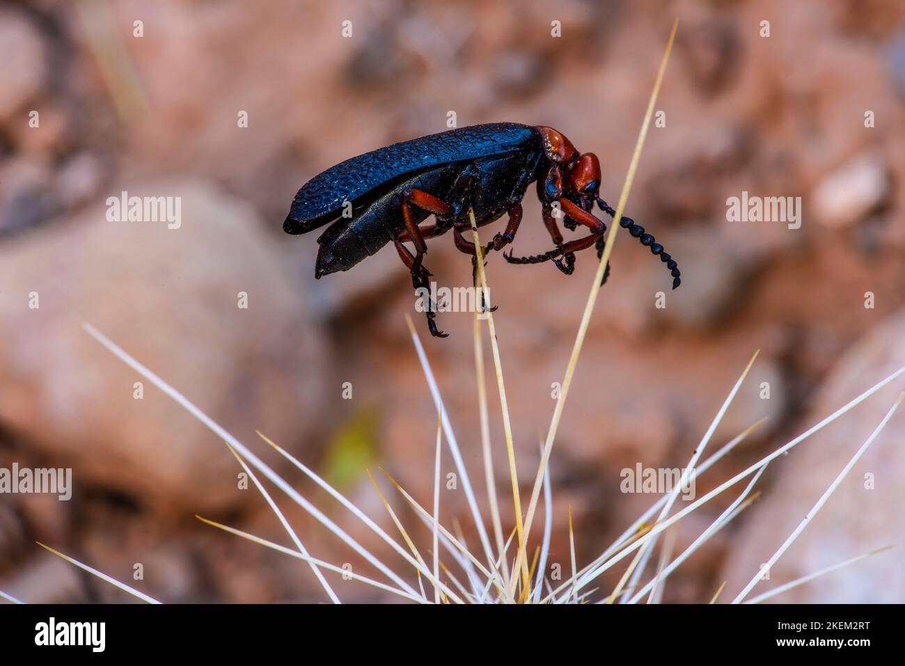 Blister beetle (Lytta magister) impaled on a cactus spine by a loggerhead shrike, Grand Canyon National Park, Arizona, USA Stock Photo