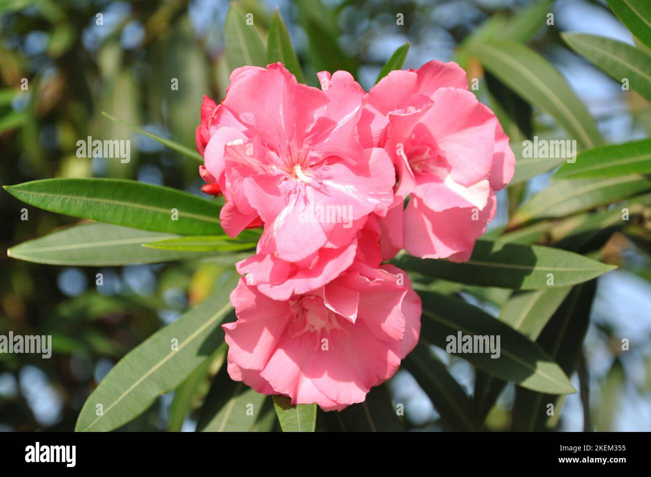 Oleander flowers (pink), Vilanculos, Inhambane Province, Mozambique. Stock Photo