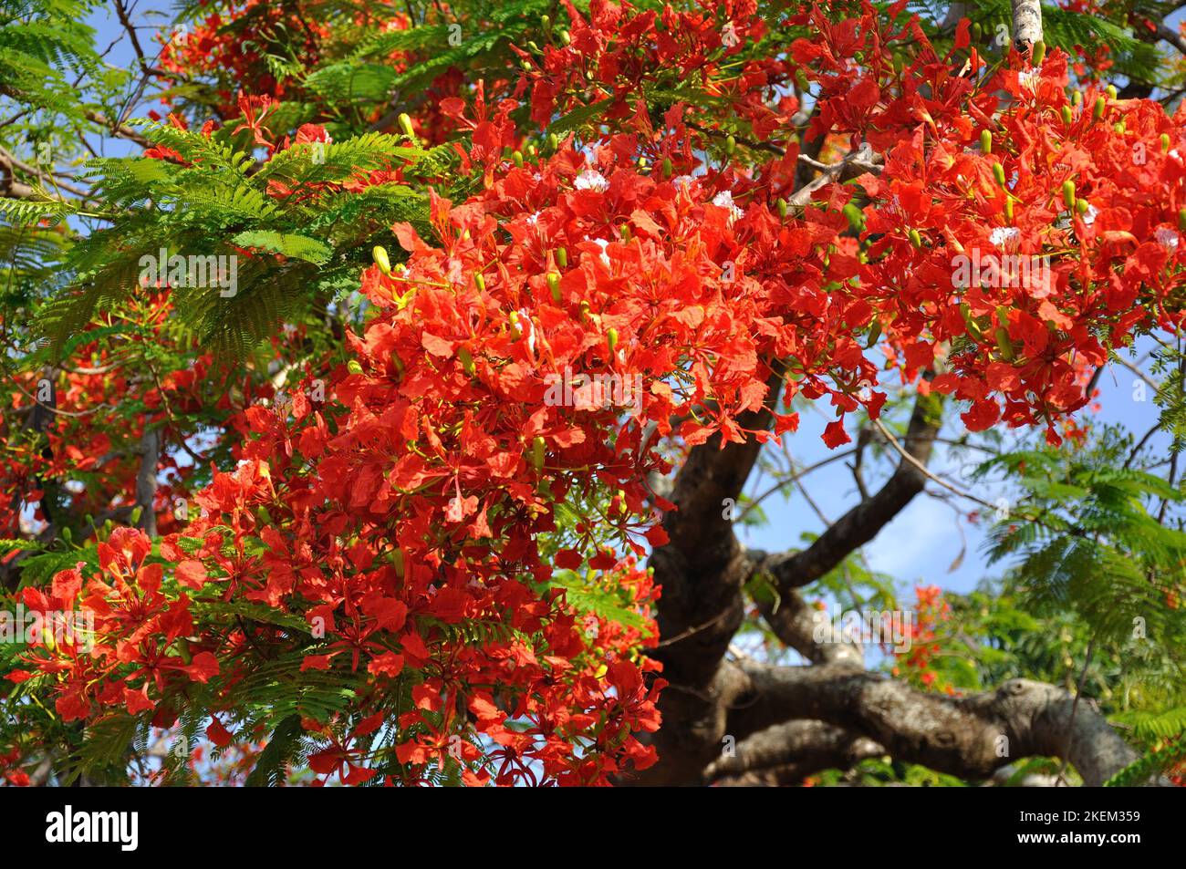 Flame tree, Mexixe, Inhambane, Mozambique. Stock Photo