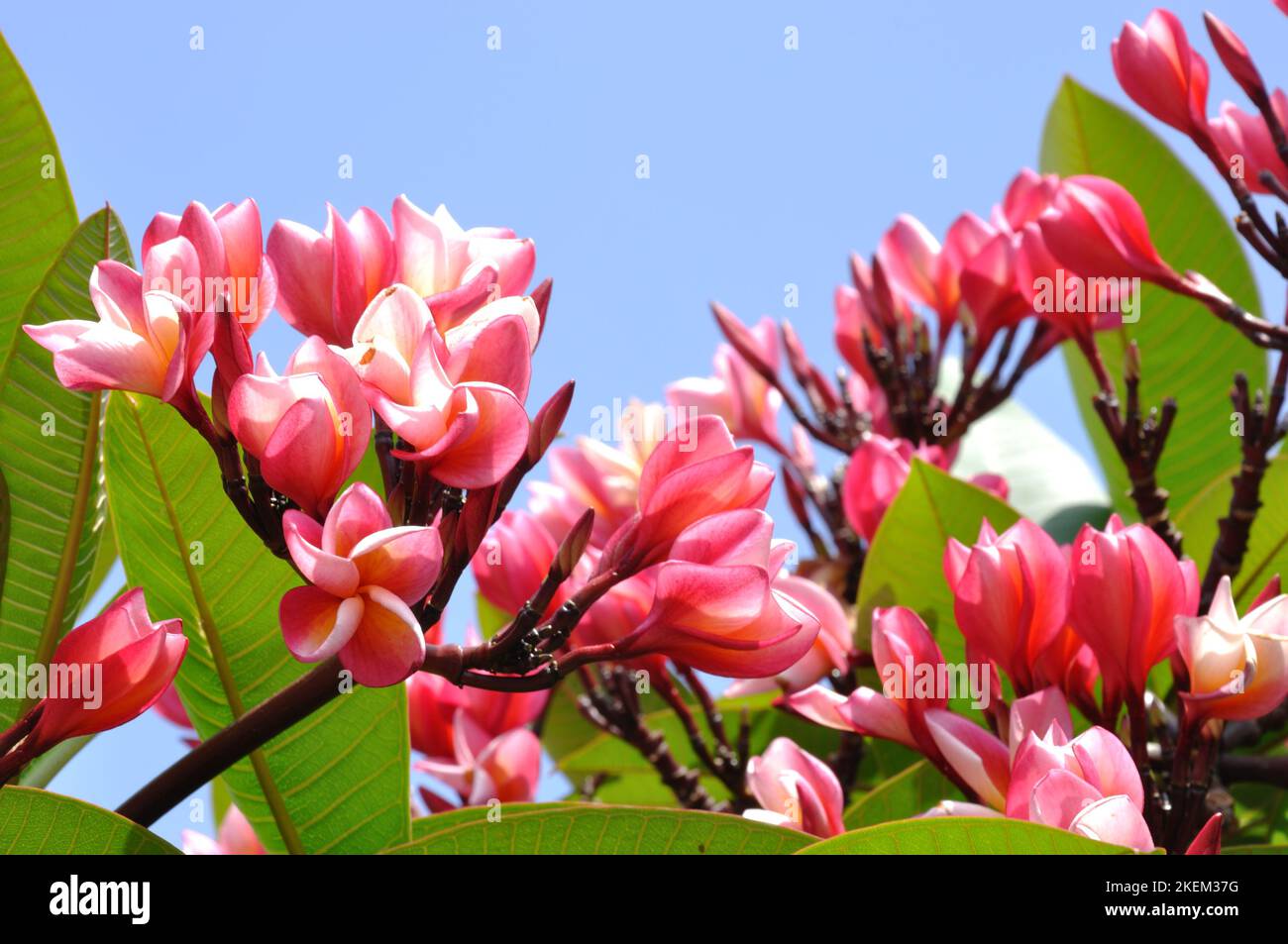 Pink frangipani tree, Fortaleza, Maputo, Mozambique. Stock Photo