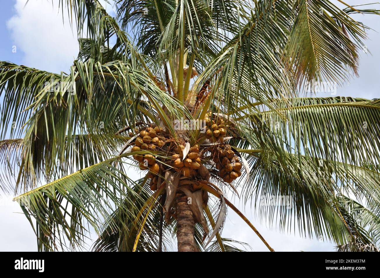 Coconuts on a coconut tree, Inhambane Province, Mozambique Stock Photo ...