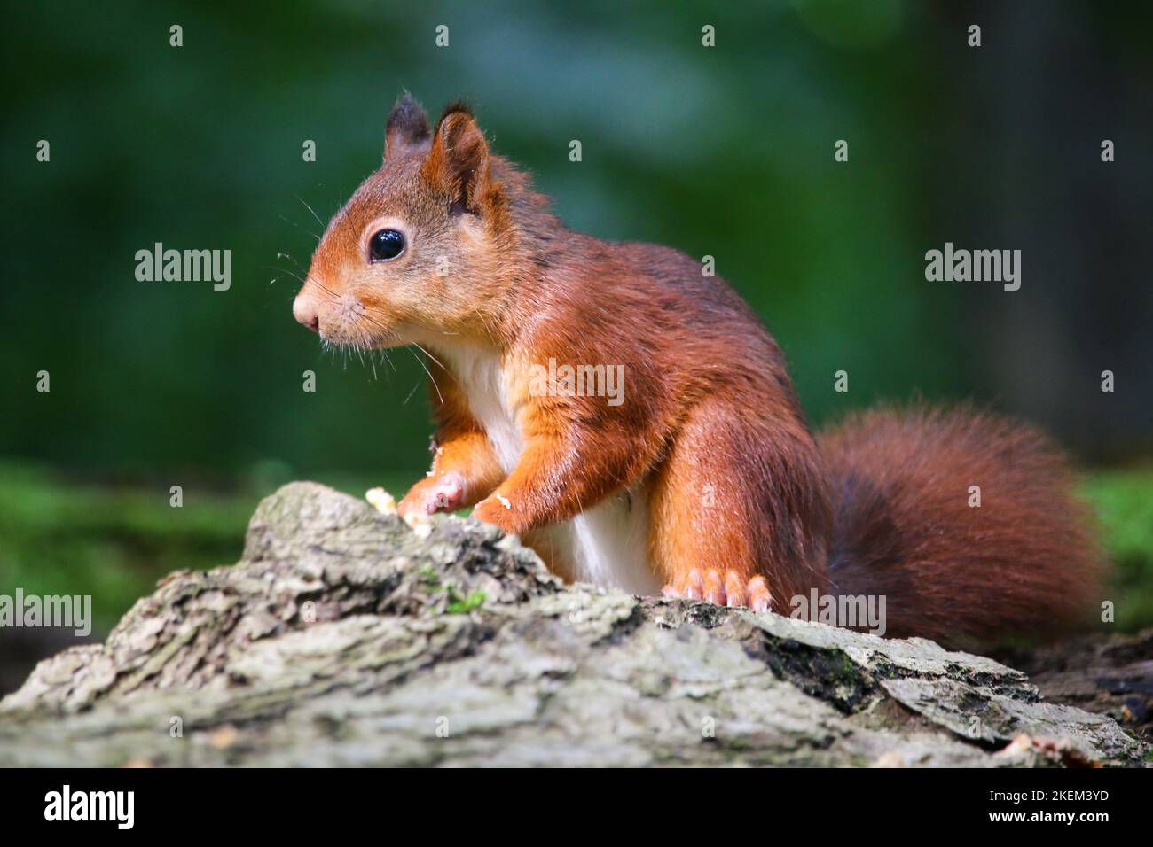 A brown squirrel standing on the rock Stock Photo
