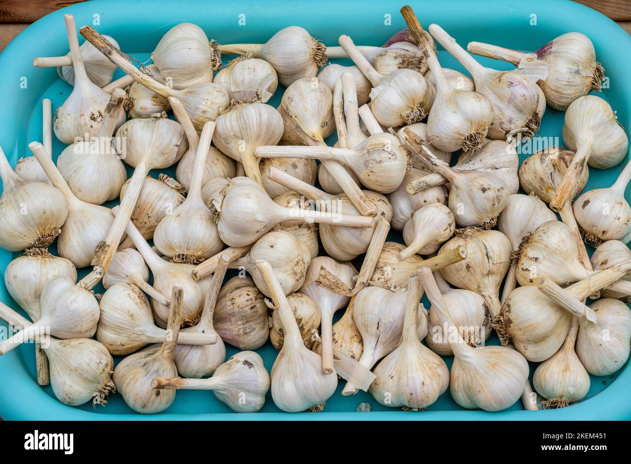 Garlic bulb harvest, Greater Sudbury, Ontario, Canada Stock Photo Alamy