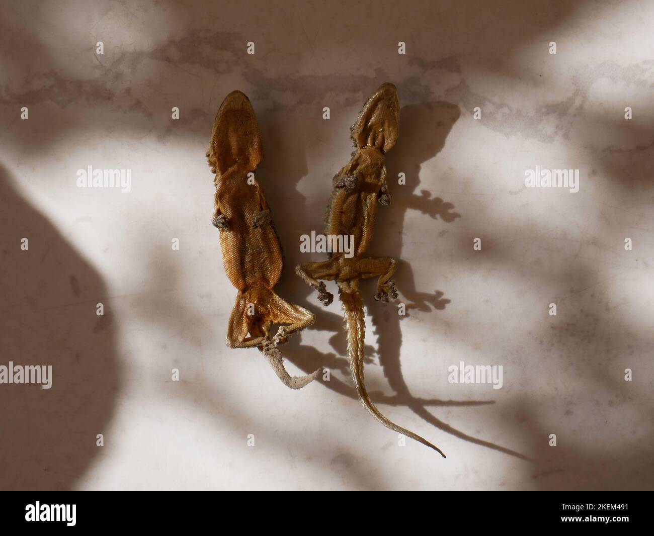 Close up photo of two dead domestic geckos Stock Photo - Alamy