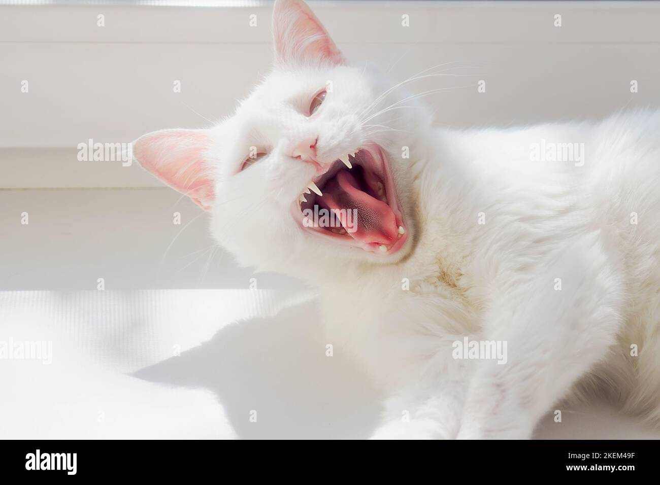 White cat with open mouth. Beautiful well-groomed white cat lies on white windowsill and yawns after sleeping. Pet grin. Emotion of surprise on cat's face. Background.. Stock Photo